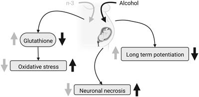 The effect of omega-3 fatty acids on alcohol-induced damage